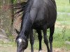 broodmare Kalli (Czech Warmblood,  , from Lakmus)