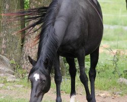 Zuchtstute Kalli (Tschechisches Warmblut,  , von Lakmus)