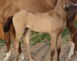 horse Angelray (Akhal-Teke, 2008, from Absar)