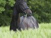 dressage horse Lets Dance 6 (Rhinelander, 2008, from Lord Loxley I)