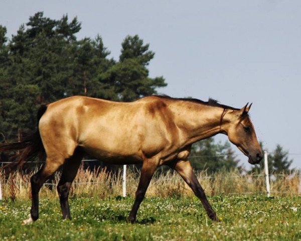 Zuchtstute Alazne (Achal Tekkiner, 2008, von Almaz)