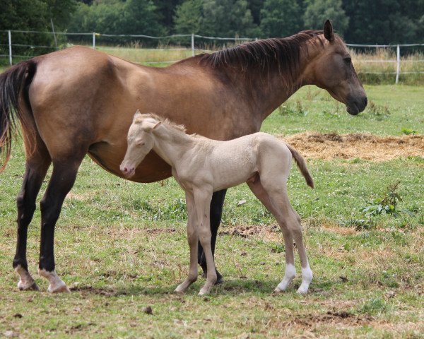 broodmare Gigiz (Akhal-Teke, 1998, from Garut-10)