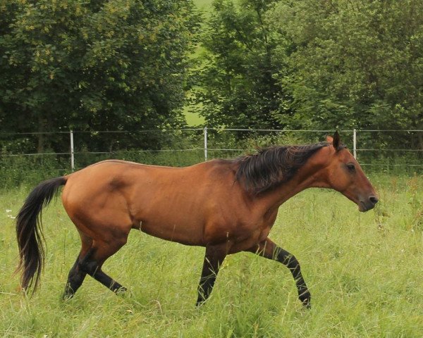 stallion Ares Dalida (Akhal-Teke, 2006, from Ashbad)