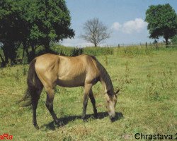 broodmare Dida (Akhal-Teke, 1999, from Diomed)