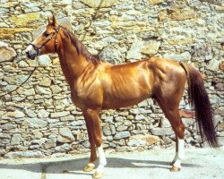 stallion Diomed (Akhal-Teke, 1992, from Dasht)