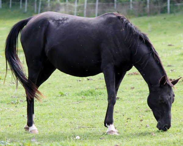 Pferd Baydzar (Achal Tekkiner, 2008, von Absar)