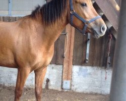 broodmare Flicka (Freiberger, 1970, from Unesco)