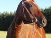 broodmare Bahar (Akhal-Teke, 2000, from Magnit)