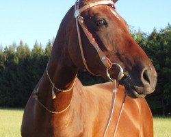 broodmare Bahar (Akhal-Teke, 2000, from Magnit)