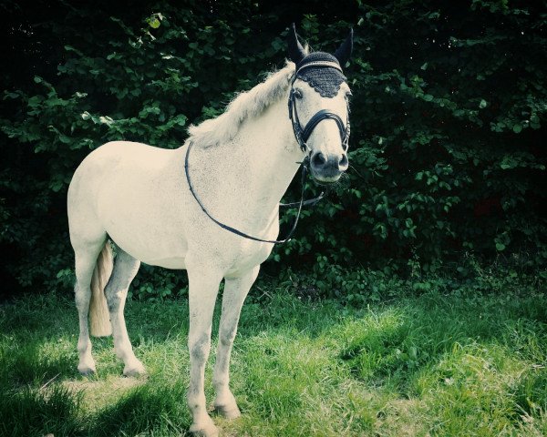 Pferd Insolente RD 1 (Pura Raza Espanola (PRE), 2003, von Divertido XX)