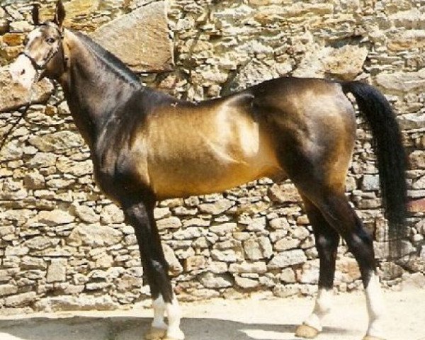 stallion Lakmus (Akhal-Teke, 1976, from Ararat)