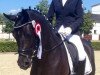 dressage horse Black Sugar 2 (German Riding Pony, 2008, from Dornik Boy)