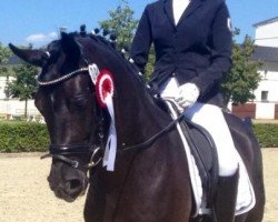 dressage horse Black Sugar 2 (German Riding Pony, 2008, from Dornik Boy)