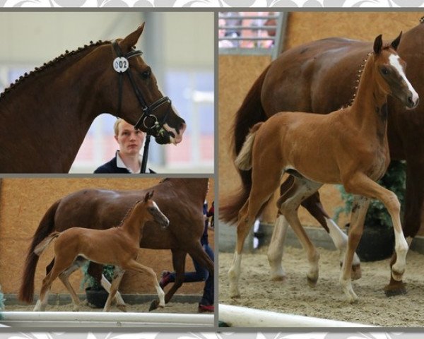 broodmare Arabella (Oldenburg, 2014, from Apache)