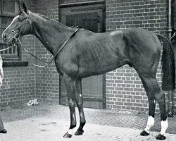 stallion Nirgal xx (Thoroughbred, 1943, from Goya xx)