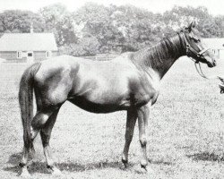 broodmare Skyscraper xx (Thoroughbred, 1900, from Ayrshire xx)