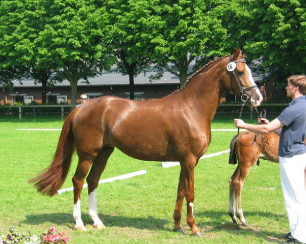 broodmare Donna Benny (Oldenburg, 2007, from Don Romantic)