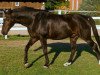 dressage horse Duval 48 (Hanoverian, 1999, from Donnerhall)