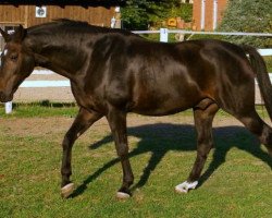 dressage horse Duval 48 (Hanoverian, 1999, from Donnerhall)