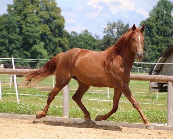 broodmare Mandalina Gleam (German trotters, 2011)