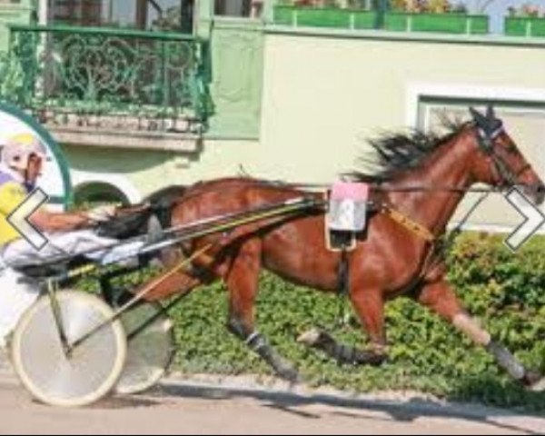 broodmare Donna Vera (DE) (German trotters, 1996, from Diamond Way (DE))