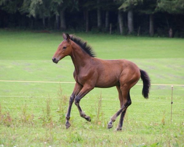 Springpferd Franz Ferdinand I (Trakehner, 2014, von Saint Cyr)