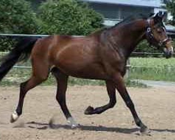 broodmare Wenice 6 (Rhinelander, 1991, from Worldchamp)