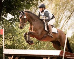 jumper Maxima Wsc (Trakehner, 2006, from Summertime)