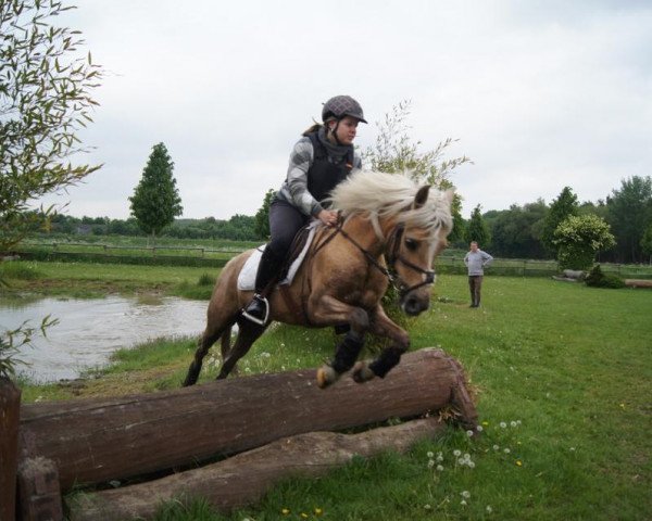 Pferd Cessady (Deutsches Reitpony, 1995, von Rock Grey Duke)