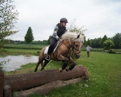 horse Cessady (German Riding Pony, 1995, from Rock Grey Duke)