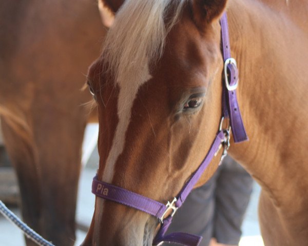 Zuchtstute Pia-Sissy (Haflinger, 1997, von Amigo)