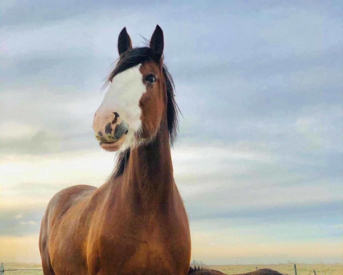 broodmare Hill Topper Pheobe's Monica (Clydesdale, 2011, from Willow Way Hal)