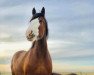 Zuchtstute Hill Topper Pheobe's Monica (Clydesdale, 2011, von Willow Way Hal)