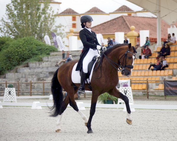 Pferd Espanto (Lusitano, 2009, von Fantasma)