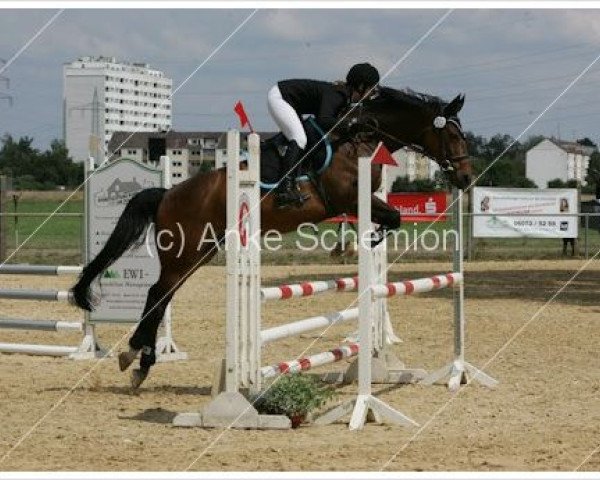 dressage horse Don Fabio 2 (Brandenburg, 2002, from Don Rosario)