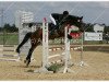 dressage horse Don Fabio 2 (Brandenburg, 2002, from Don Rosario)