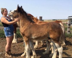 Pferd Hill Topper Key's Floyd (Clydesdale, 2021, von Gor-Dey Key)