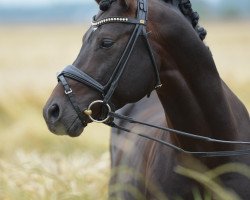 stallion Diamond's Paint in Black (German Riding Pony, 2009, from Reitland's Du oder Keiner)