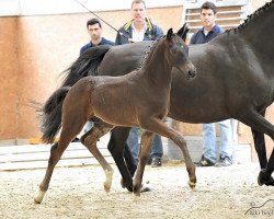 dressage horse HF von Foundation (Oldenburg, 2014, from Foundation 2)