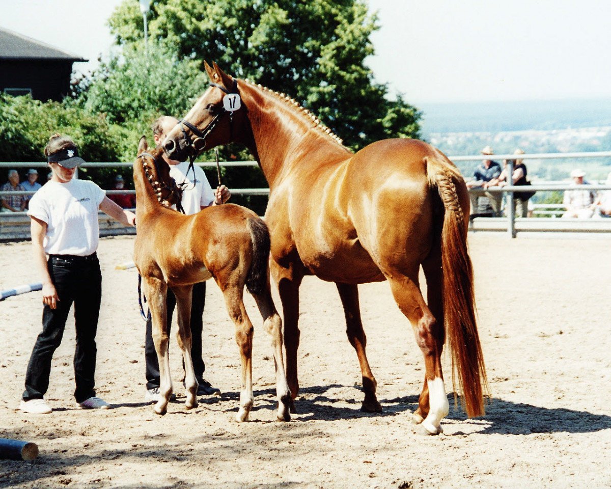 broodmare Minzgold (Trakehner, 2001, from Sixtus)