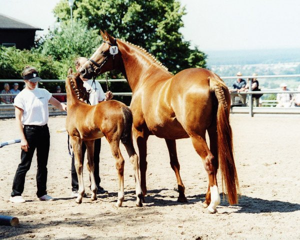 Zuchtstute Minzgold (Trakehner, 2001, von Sixtus)