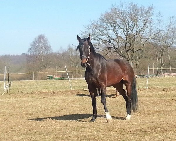 dressage horse Campino (Hanoverian, 2007, from Don Frederico)