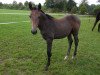 broodmare Ariya (German Warmblood, 2014, from Aramis)