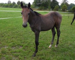 broodmare Ariya (German Warmblood, 2014, from Aramis)