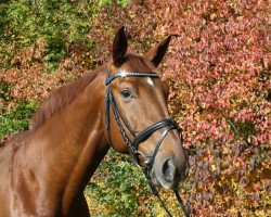 jumper Le Mont d'Or (German Sport Horse, 2005, from Lafitte)