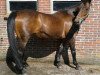 broodmare Mariann (Hanoverian, 1992, from Pythagoras Z)