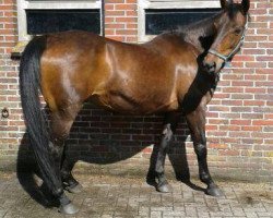 broodmare Mariann (Hanoverian, 1992, from Pythagoras Z)