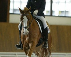 dressage horse Dioleno C (German Riding Pony, 1997, from Dornik B)