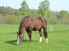 broodmare Lolita (German Riding Pony, 1994, from Langhorst Ilias)