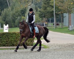 dressage horse Lorenzo (German Sport Horse, 2004, from Lorenziano)